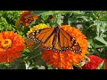 MASTERS MANTRAS LIVE!  S1.Ep. 10 Butterfly Close Up