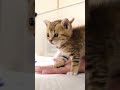 よちよち手乗り子猫さん【赤ちゃん猫　保護猫】 #kitten #gatto #cat #好きな子猫 #子猫 #子ネコ #meow #エウレカねこ部 #ねこ