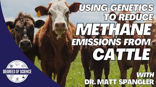 Using Genetics to Reduce Methane Emissions From Cattle