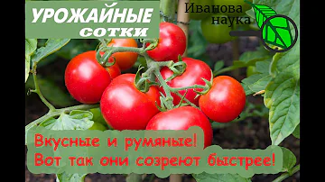 Ускоряем созревание плодов без травм, шока и потери вкуса! Исключительно естественный способ!