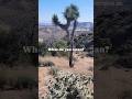 Getting lost in #joshuatreenationalpark | Epic mountaintop views #desert