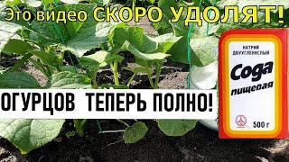 Срочно дайте огурцам соду и будете собирать урожай ведрами до осени! Подкормка огурцов