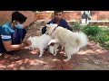 #Pomeranian dog mating in #Jaipur