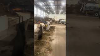 Ya empezó la raíz de fresa raza 🇺🇸🥶