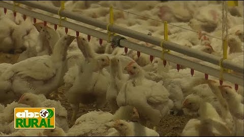 Abc Rural: Automatización de galpones con ambiente controlado para aves