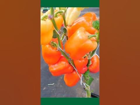 Перец Арчи F1 #рассада #рассадаперцев - YouTube
