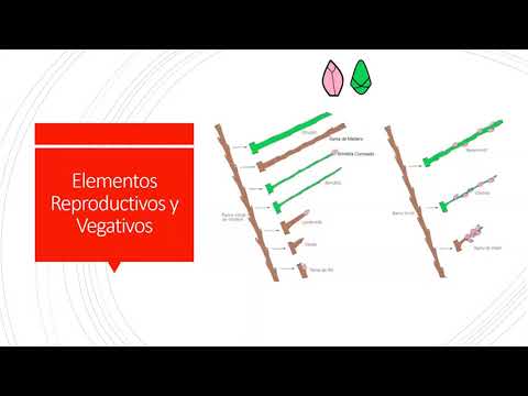 Vídeo: Poda De Prunes De Cirera: Com Podar Correctament A La Primavera I La Tardor? Esquemes De Configuració De La Corona Per A Principiants D’un Arbre Jove I De 3 Anys