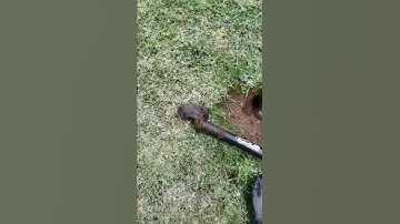 GopherHawk Mole trap works!!!!