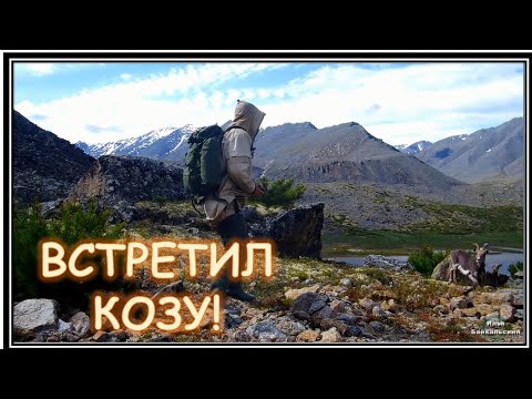 Неожиданная встреча (снежные