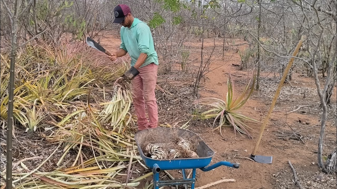 PEDRO TIRA MANCANBIRA PRA MOÍ PRA O GADO PRA ESCAPAR DA SECA NO CARIRI PARAIBANO !!!!