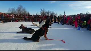 Snežné Psy 2023 Ukážka Výcviku Psov.