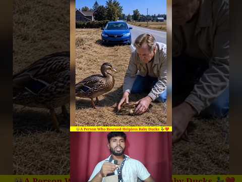 🥹A Person Who Rescued Helpless Baby Ducks 🦆❤️#BabyDucks #AnimalRescue #Shorts #ViralShorts #ytshorts