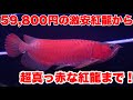 【ショップ訪問】激安紅龍から超真っ赤な高額アダルトサイズまで!アロワナ専門店ラフレシア #アロワナ #高級魚 #aquarium #アクアリウム #大型魚 #アジアアロワナ #アロワナ #紅龍