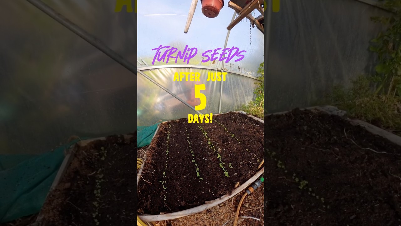 September Seed Sowing #selfsufficiency #successionplanning #polytunnel #kitchengarden #vegetablebed