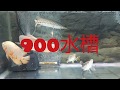 900水槽に魚を移動しました