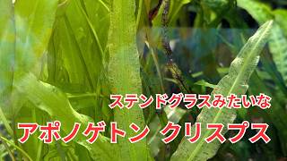 ステンドグラスのような葉が美しい「アポノゲトン クリスプス」をご紹介！