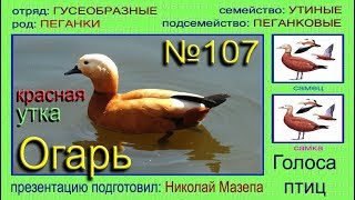 Огарь. Красная утка. Голоса птиц Огарь. Красная утка. Голоса птиц