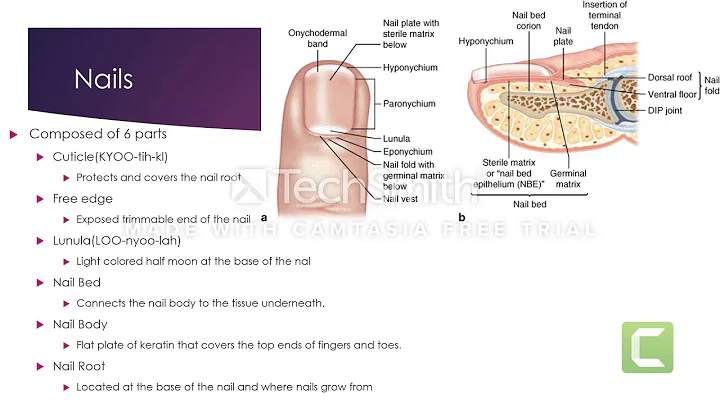 HPR144 Integumentary System presentation Laura Wat...