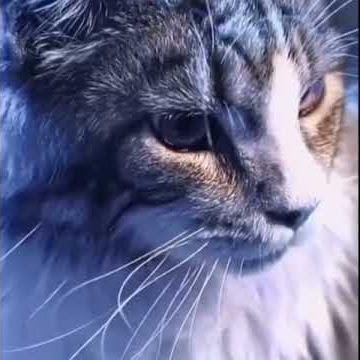 Status Wa Kucing Keren