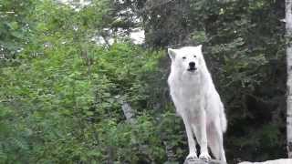 WC Video -  7 July 2014 - A Tribute to Shadow
