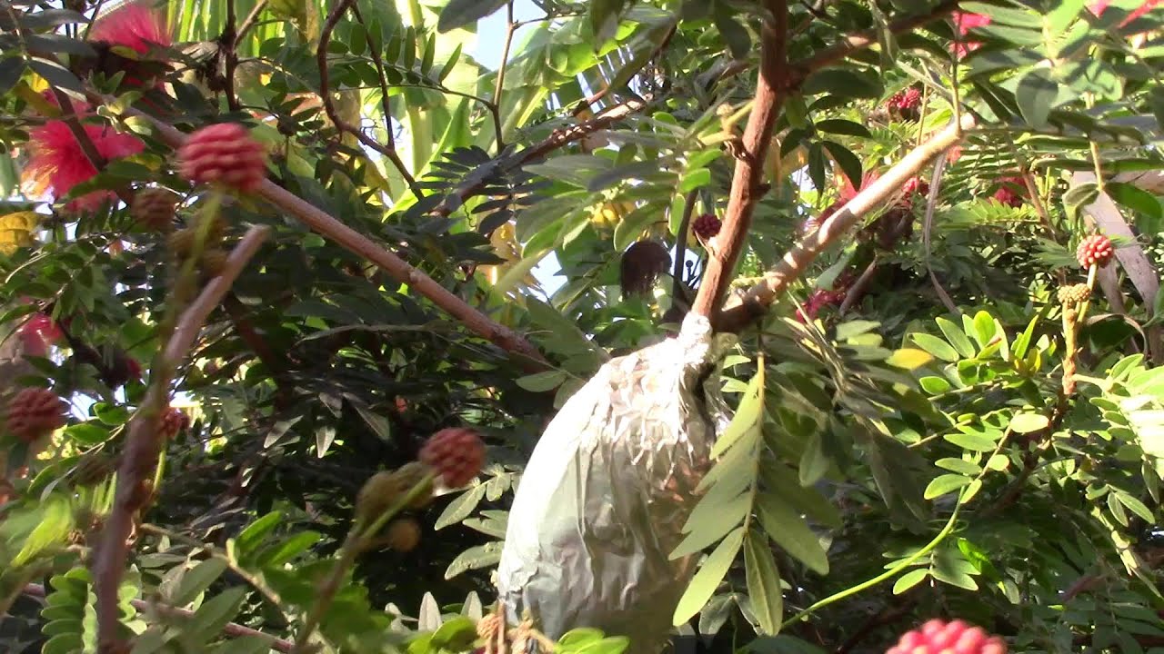 air layering plants YouTube