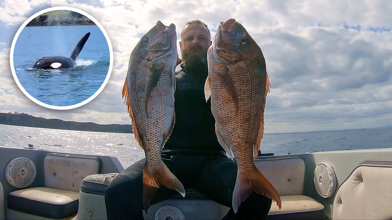 Two Big Hauraki Gulf Snapper in One Hour + Orcas - SPEARFISHING NZ