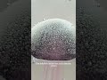 Glass Jellyfish · Small Object, Big Wonder