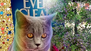 En İyi̇ Kedi̇ Kumu Hangi̇si̇ ? - Ever Clean Kedi Kumu Tanıtımı