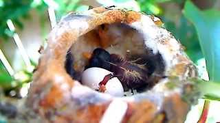 Baby Hummingbird &quot;Ricky&quot; HATCHES!  MOST INCREDIBLE VIDEO EVER!   MUST SEE!  (4/19/12)