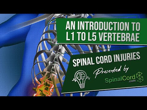 Video: L2 Lumbar Spine Vertebrae Fungsi, Definisi & Lokasi - Peta Tubuh