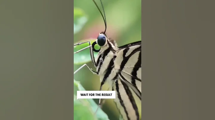 macro photography with mobile #shorts