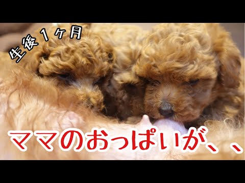 子犬出産後の可愛いおっぱい姿が‥生後1ヶ月でこうかわりますｗｗ【トイプードル子犬】【トイプードルブリーダー】