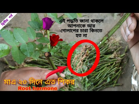 ভিডিও: আমরা শিখব কিভাবে একটি গাছে আরোহণ করতে হয়: নির্দেশাবলী