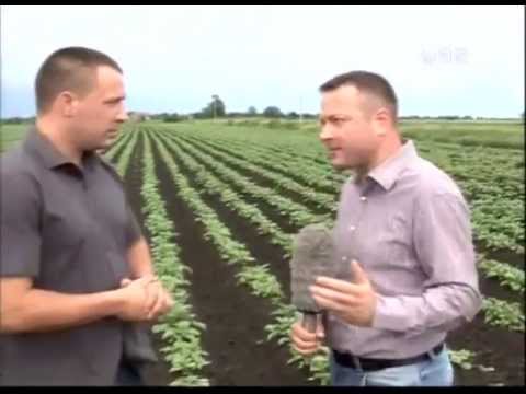 Video: Da li krompir voli dobro truli stajnjak?