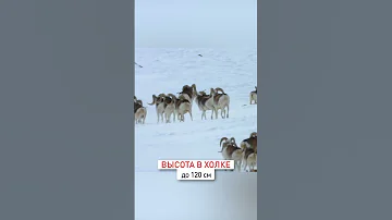 Царь баранов Аргали Марко Поло. Памирский горный баран.