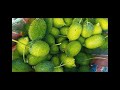 যশোর চুড়ামনকাটি কাঁচা বাজার সবজী