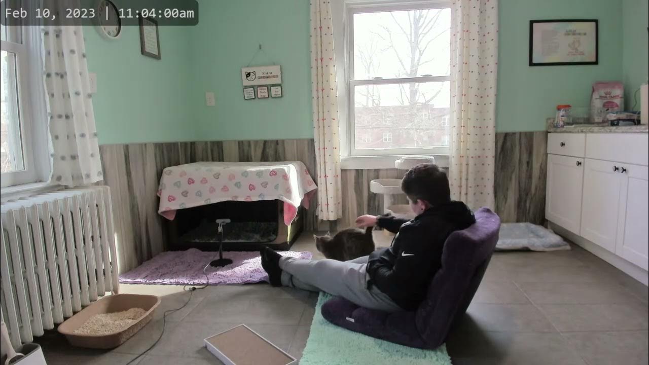 Kitkat Playroom Scared, pregnant cat Lexi has a MAJOR breakthrough