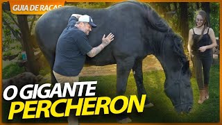 PERCHERON, A MAIOR RAÇA DE CAVALOS QUE EXISTE?! | RICHARD RASMUSSEN