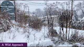 What Native Plants Look Like in Winter ~ PART 2