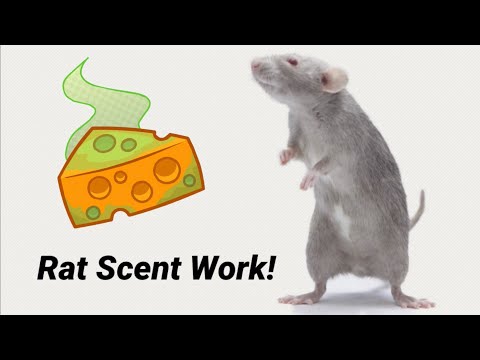 Rat Scent Work - 2 Versions, Pickle & Egg!