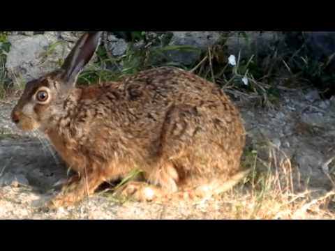 Видео: Как се угоява заек