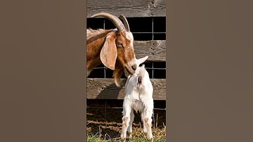 The backup boys are starting to go into battle! 106