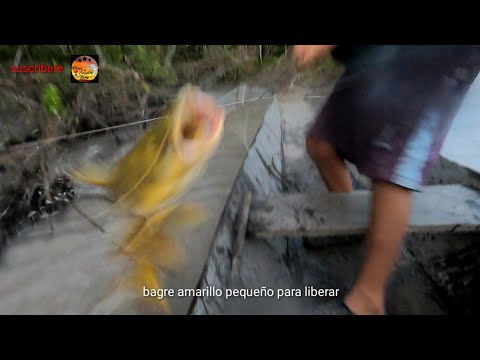 Vídeo: Com Atrapar Bagres A L’hivern