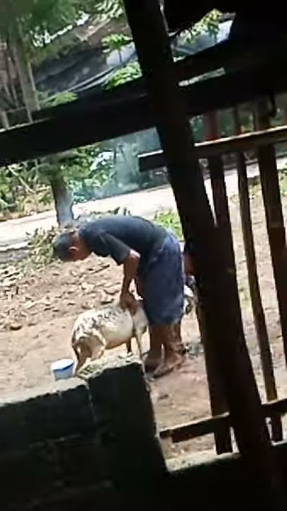 Seger Bener Siang Siang Mandiin Mamet