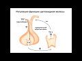 Синдромы гипе- и гипертиреоза/ Токтогулова Нургуль