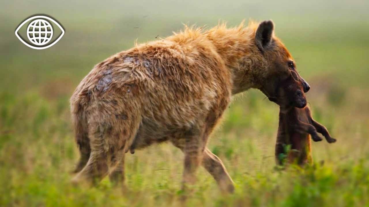 HYENE tachetée : nettoyeuse de la savane ou monstre injuste ? | Documentaire Animalier | AMP