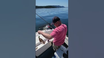 ăn cá mú nấu canh chua trên biển #fishing