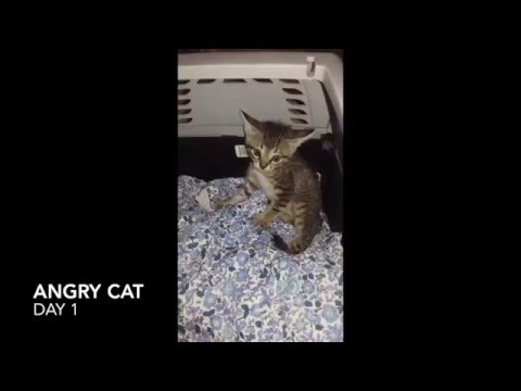 Como domar um gatinho irascível