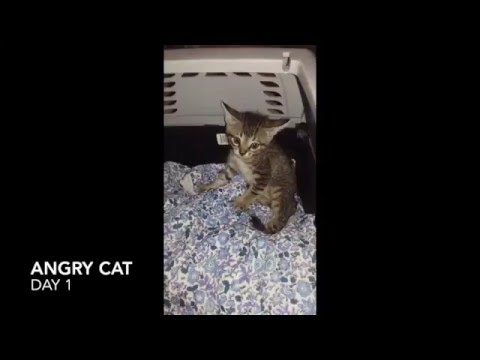 Video: How To Tame An Angry Cat