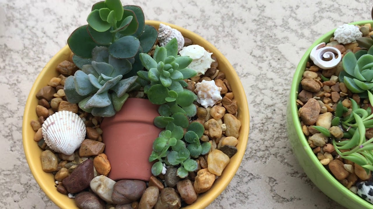 Potting Up Succulents YouTube
